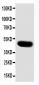 Anti-SKP2 Antibody