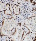 Anti-Lamin A/C Antibody