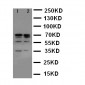 Anti-Lamin A/C Antibody