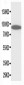 Anti-STAT3 Antibody