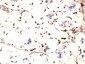 Anti-IFITM1 Antibody