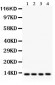 Anti-Cytochrome C Antibody