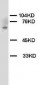 Anti-Chk2 Antibody