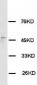 Anti-HRH3 Antibody