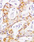 Anti-Beta Catenin Antibody