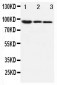 Anti-Beta Catenin Antibody