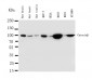 Anti-Beta Catenin Antibody