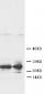 Anti-FGF8 Antibody