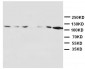 Anti-NMDAR1 Antibody