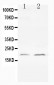 Anti-Bcl-XS Antibody