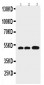 Anti-GFAP Antibody