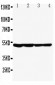 Anti-GFAP Antibody