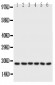 Anti-PLN Antibody