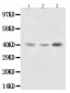 Anti-Decorin Antibody