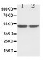 Anti-c-Fos Antibody