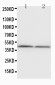 Anti-NPHS2 Antibody