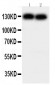 Anti-Cadherin-2/N-Cadherin Antibody