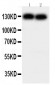 Anti-Cadherin-2/N-Cadherin Antibody