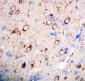 Anti-nNOS(neuronal) Antibody