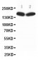 Anti-nNOS(neuronal) Antibody