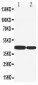 Anti-Cytokeratin 19 Antibody