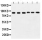 Anti-Hsp90 Alpha Antibody