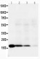 Anti-IL-18 Antibody