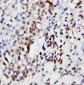 Anti-ERK1 Antibody