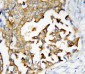 Anti-Presenilin 2 Antibody