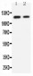 Anti-P-Cadherin Antibody