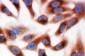 Anti-Calpain 1 Antibody