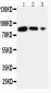 Anti-B7-1/CD80 Antibody
