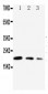 Anti-CDC42 Antibody