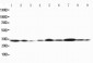 Anti-Connexin 32/GJB1 Antibody