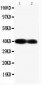 Anti-Connexin 40/GJA5 Antibody