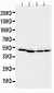 Anti-MEK1 Antibody