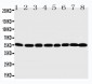 Anti-MDM2 Antibody