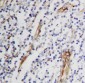 Anti-CD105 Antibody