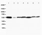 Anti-MAPK8/9 Antibody