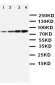 Anti-PI 3 Kinase p85 Alpha Antibody