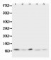 Anti-Ubiquitin Antibody