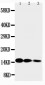 Anti-IL-3 Antibody