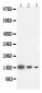 Anti-IL-4 Antibody