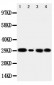 Anti-Carbonic Anhydrase I Antibody