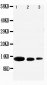 Anti-CXCL9 Antibody