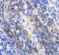 Anti-Annexin VI Antibody