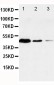 Anti-Caspase-1(P20) Antibody