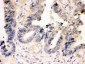 Anti-Caspase-7(P11) Antibody