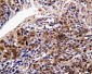 Anti-DDT Antibody