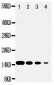 Anti-DDT Antibody